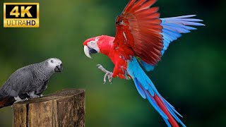 Parrot videos Discover the MOST Colorful Types of Parrot [upl. by Ylrebmit]