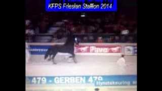 KFPS Friesian Stallion GERBEN 479 Hengstenkeuring 2014 [upl. by Krid953]