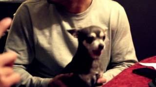 Piranha Chihuahua  Dangerous Little Chihuahua Biting and Growling [upl. by Aileduab]