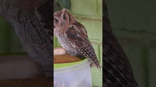 Canto de Pássaros  CORUJINHADOMATO  Tropical ScreechOwl birds cantodepassaros [upl. by Laks]