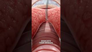 Bronchoscopy 3D Animation [upl. by Sheffield384]