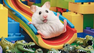 😱 Hamster Escape Maze  Hamster Cute pets Maze hamsterescape mazediytraps 417 [upl. by Siuqcram]