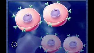 Basics of Cell Mediated and Antibody mediated immune responses [upl. by Aneras]