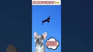 Jabroni Water Olympics Dont Try This At Home 💦😂😱 memes reaction dog funny trendingshorts [upl. by Oiramel233]