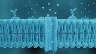 The Gateway of Life Cell Membrane amp Molecular Permeability [upl. by Ruhtracam]