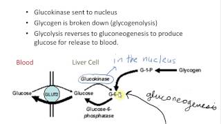 Role of Aldolase B [upl. by Wing]