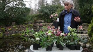 All About Hellebores [upl. by Emiline205]