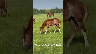 These foals sell at The Pitzer Ranch Sept 67 horsesale pitzerranch horses foals westernhorse [upl. by Giule897]