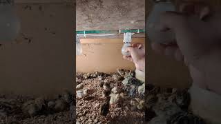 استخدم لمبات 40 وات الحضان فراخ فري السمان مشروع i use heat lamp 40w QUAIL bird chick [upl. by Marceau839]