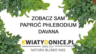 Paproć flebodium Phlebodium Davana [upl. by Nwahsav786]