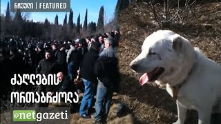 ძაღლების ორთაბრძოლა  Dog fights [upl. by Tonye]