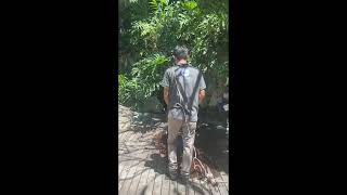 Deep Cleaning Decking using BONA Power Scrubber Machine at Peppers Seminyak [upl. by Semela]