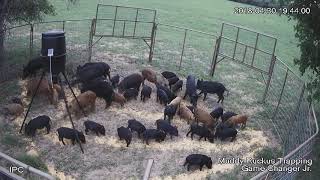 42 hogs one drop quotFor licensing or Usage contact licensingviralhogcom [upl. by Other]