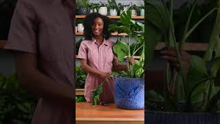 Unbelievable Plant Tips How to Grow the Monstera Deliciosa HGTVHandmade PlantTips [upl. by Leugim]