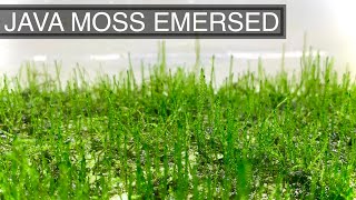 How to Propagate Java Moss Emersed The Simple Way [upl. by Shakti869]