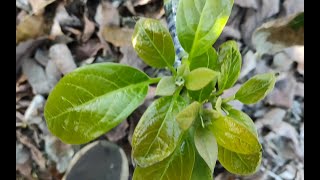 VARIOS TIPOS de INJERTO en ARBOL de AGUACATE y CUANDO SACAR la CINTARAFIA 🥑mejor momento 🥑 [upl. by Callahan]