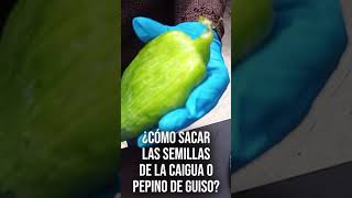 Short Semillas de Caigua o Pepino de Guiso para tu huerta [upl. by Afrikah]