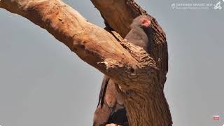 African Bateleur Eagle Visit The Waterhole Oct 312024 [upl. by Alleroif]