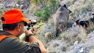 Amazing GIANT BOAR Hunts FEARLESS Dogs EXCITING Chases hunting hog [upl. by Stclair]