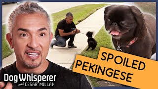 Spoiled Pekingese Has Never Been Trained  S9 Ep 10  Dog Whisperer [upl. by Mrots]