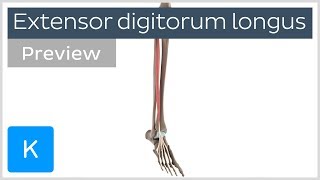 Functions of the extensor digitorum longus muscle preview  3D Anatomy  Kenhub [upl. by Haeluj]