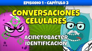 ¿Cómo Identificamos a Acinetobacter baumannii  Conversaciones Celulares  Ep 1 Cap 3 medicina [upl. by Ataliah]