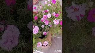 Portulaca grandiflora plant Moss Rose portulaca flowers nature mossrose plants shorts φυτά [upl. by Katuscha]