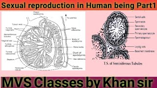 Sexual reproduction in human being part 1 [upl. by Lewej918]