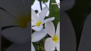 Bulave Tujhe Yari Aaj Meri Galiyan SongWhite FlowersTrendingVital [upl. by Prue]