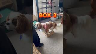 Tahi’s dog box challenge [upl. by Nikal]