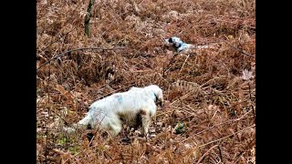 Dernier Comptage Chasse Bécasse Setter Anglais en Bretagne Février 2022 [upl. by Laufer151]