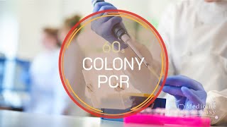 Genetics in 60 seconds Colony PCR [upl. by Hnim139]