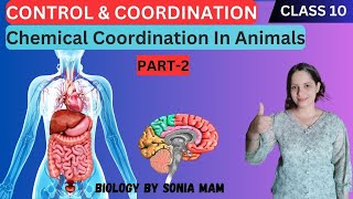 Chemical Coordination in Animals  Biology Class 10 CBSE NCERT Simplified [upl. by Eceinej12]