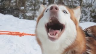 TALKING DOG  Funny Speaking Dogs Compilation [upl. by Jaqitsch381]