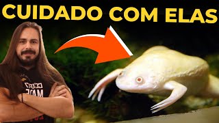 🔴A POLÊMICA RÃ ALBINA EM AQUÁRIOS  XENOPUS LAEVIS  Mr Betta [upl. by Aleit]