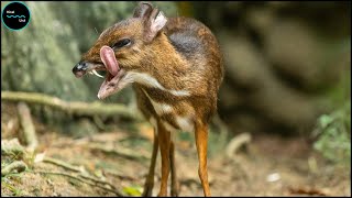 Chevrotains NOT MICE NOR ARE THEY DEER [upl. by Abdel226]