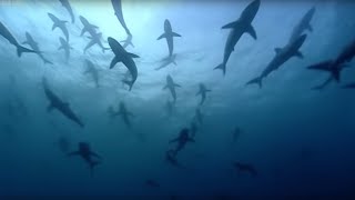 Why are Thousands of Sharks Gathering Here  Blue Planet  BBC Earth [upl. by Obadiah]