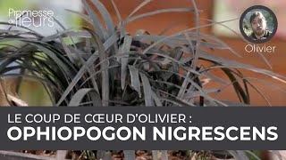 Le coup de cœur dOlivier  ophiopogon Nigrescens [upl. by Mat882]