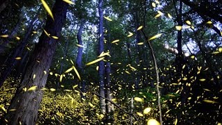 Firefly mating in the Smokies [upl. by Jessa]