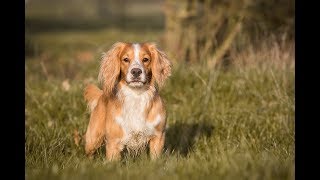 Walked Up Shooting For Pheasants with Spaniels [upl. by Amaryllis]