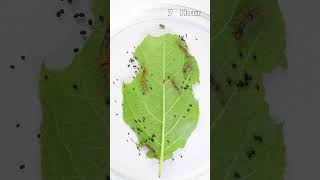 Caterpillars eat a whole leaf II greentimelapse gtl timelapse [upl. by Akinwahs569]