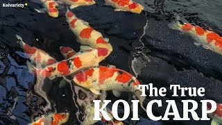 Ultimate Guide to Stunning Koi Expert Tips and Breathtaking Footage [upl. by Naic]