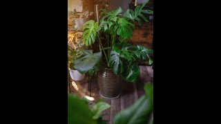 How to Take Care of Your Monstera Deliciosa  Plant Care Tips to Grow a Happy and Massive Monstera [upl. by Brigette]