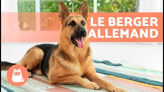 BERGER ALLEMAND 🐶 Origine Caractéristiques Dressage et Soins [upl. by Nyret476]