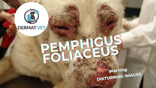 Pemphigus Foliaceus In Dogs  Standard Treatment Protocol In VeterinaryDermatology [upl. by Dnaltroc523]