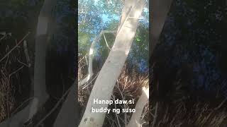 Hanap daw cya Ng suso pang ulam kabakalmaam sir pa subscribe at share salamat po [upl. by Ennairek617]