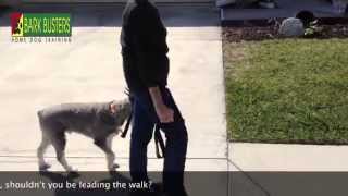 Standard Schnauzer  Dog Training of Fort Myers  Patrick Logue [upl. by Ahsela145]