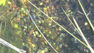 Bachlauf mit Notropis am 02042013 httpwwwwp3dde [upl. by Netsirhk324]