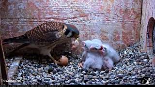 Female Kestrel Feeds Unhatched Egg To Chicks – June 21 2018 [upl. by Matless975]