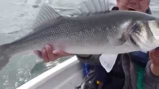 Bass fishing in Clonakilty bay [upl. by Kesley353]